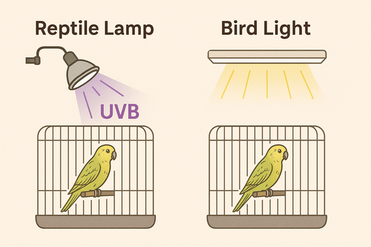 Why Reptile Lamps Aren’t Right for Birds - And What to Use Instead