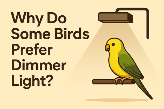 Why Do Some Birds Prefer Dimmer Light?