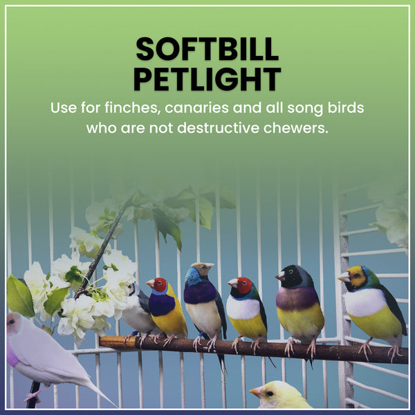 Pet Lights for Softbills